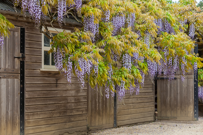 Hidcote 2015 (25)